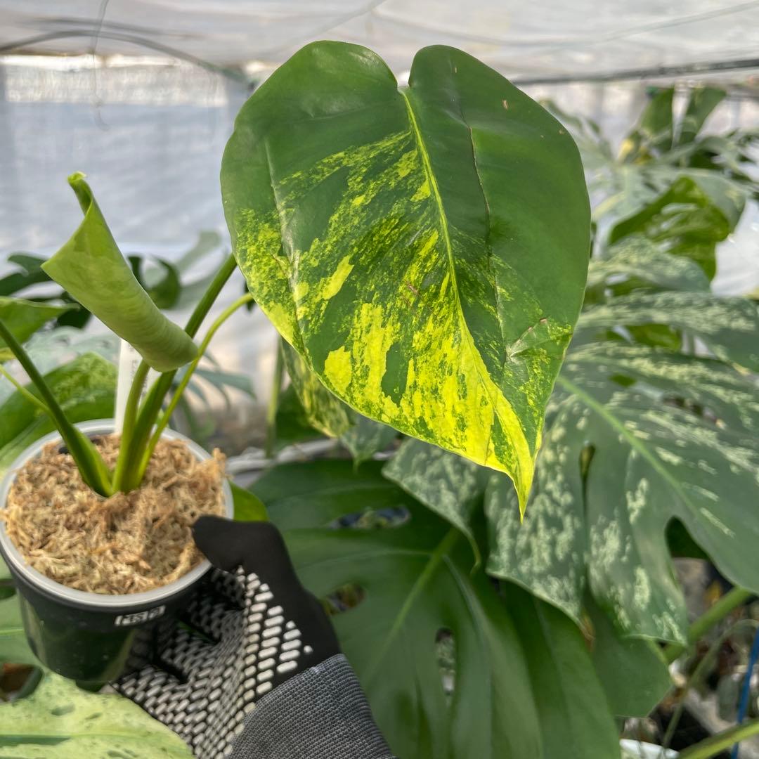 MS12 モンステラ　イエローマリリン　黄斑入り 極上黄斑】モンステラ・デリシオーサ 'イエローマリリン'（イエロー