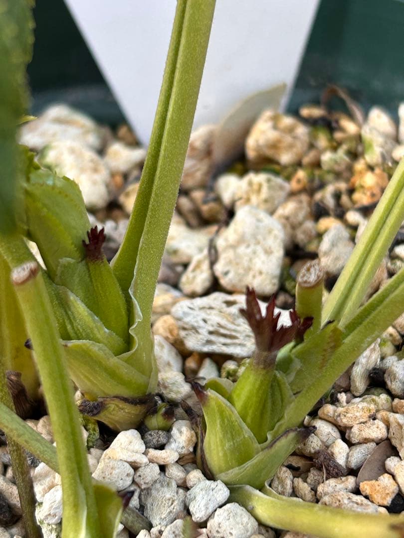 段咲イエローアフロディーテピコティ クリスマスローズ 24年