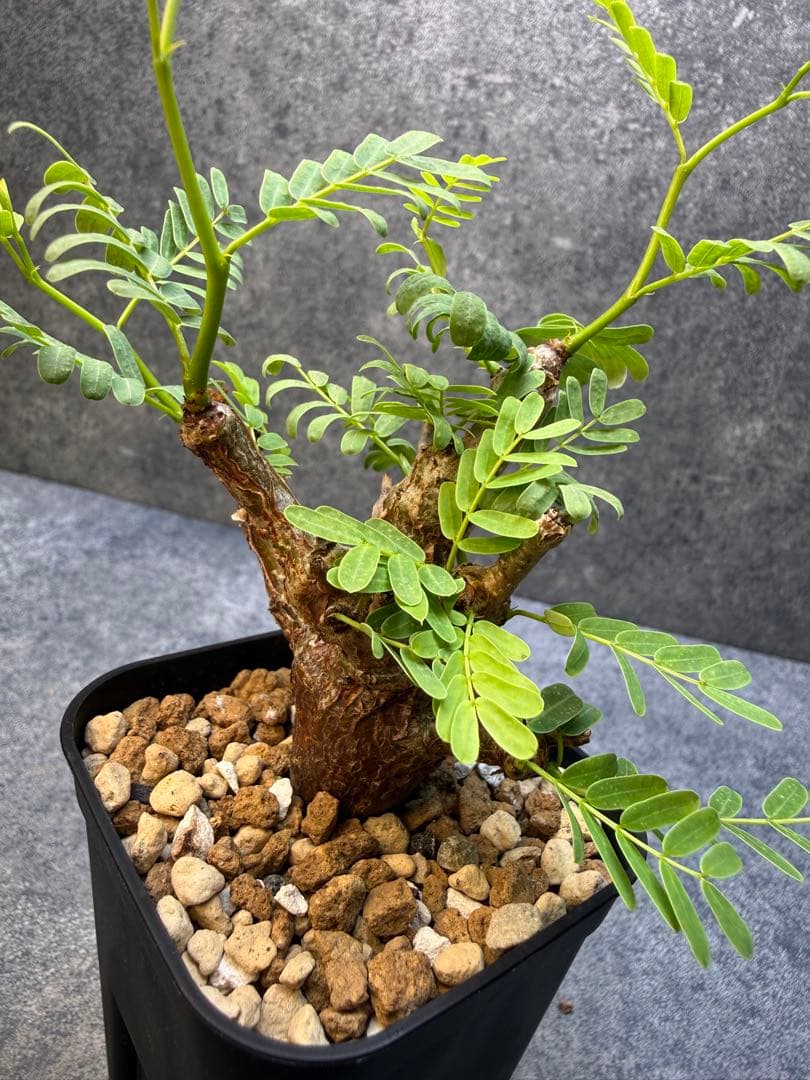 センナ メリディオナリス 海外実生 発根済み 490 - メルカリ