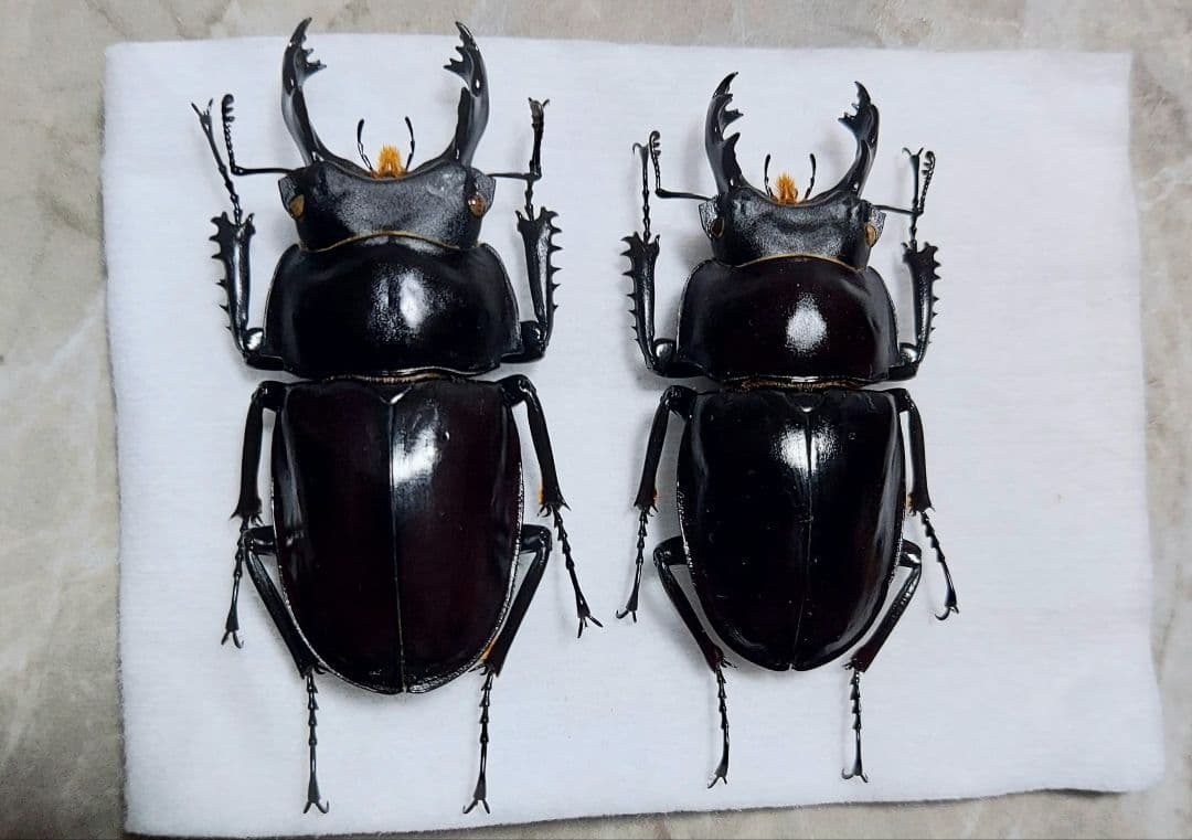 ヤエヤママルバネ WF1 65mup - メルカリ