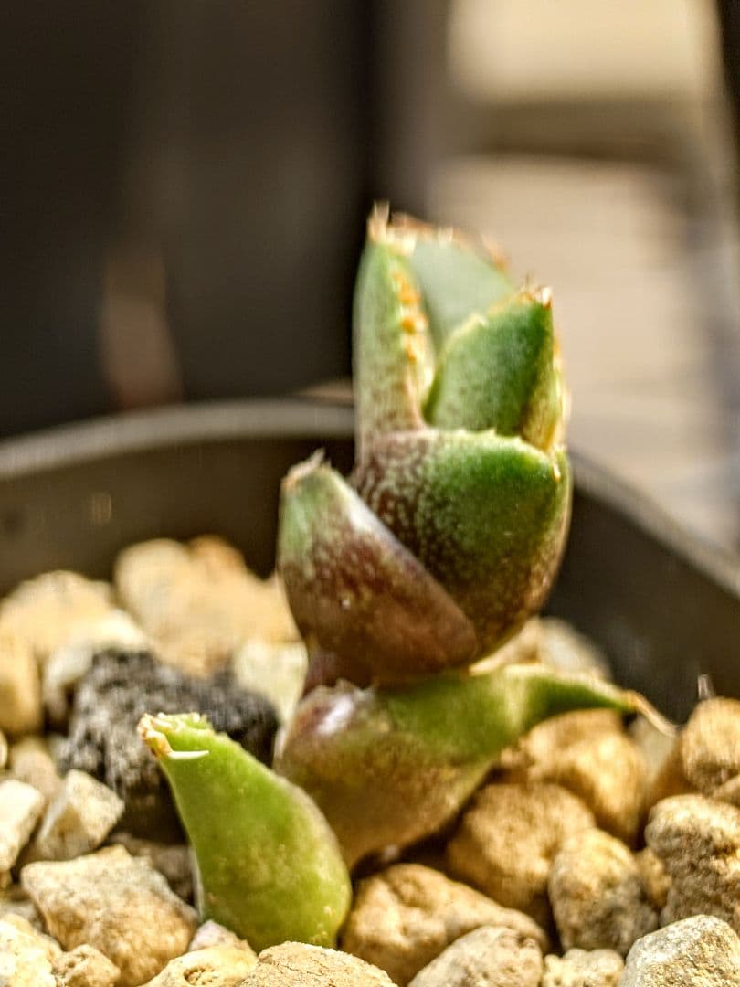 アガベ チタノタ コンパクト実生株 発根済み子株