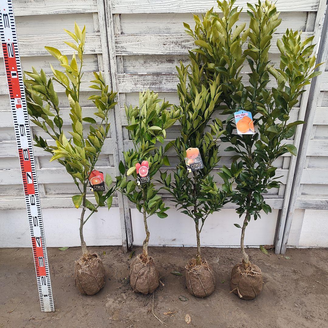 ドットさま専用 他の方は買えません Amazon.co.jp: [AERITH BLACK] 最新レンズ flip dot タイプ レプリカ