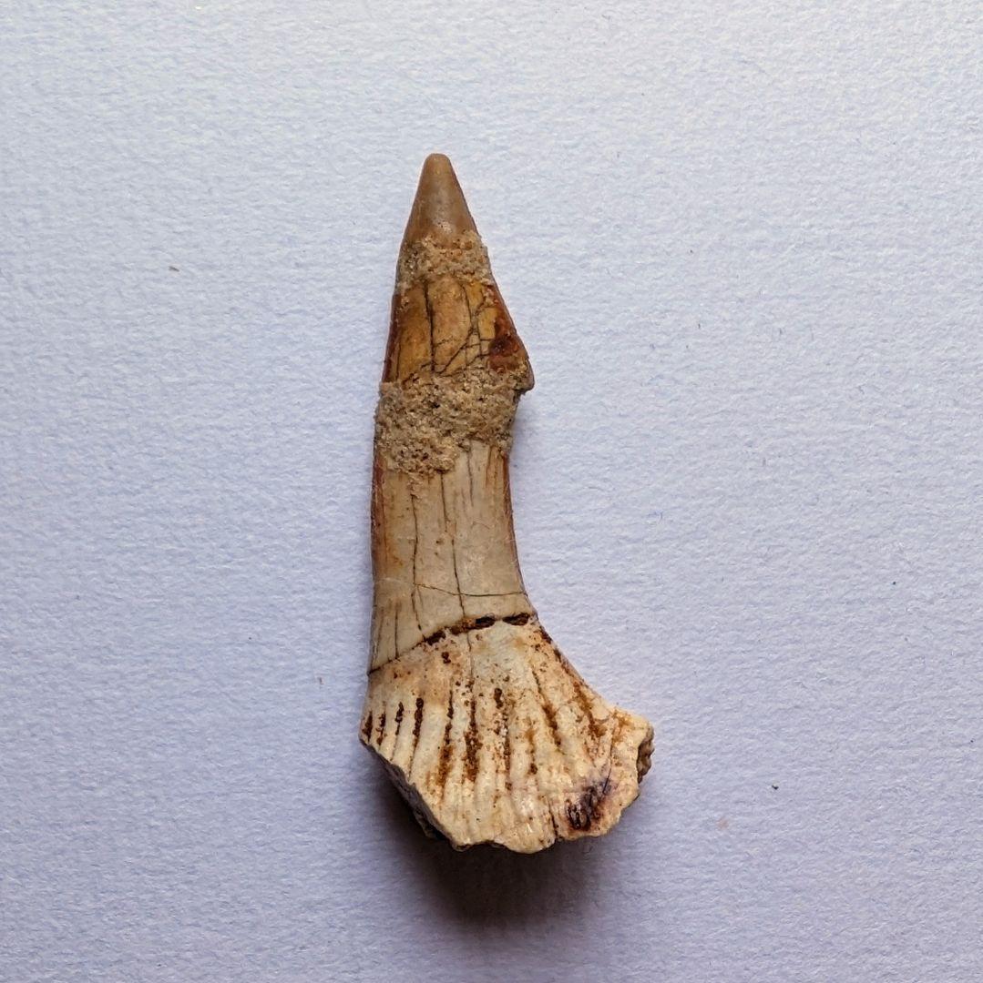 ノコギリエイ 吻棘化石（鋸歯） - メルカリ