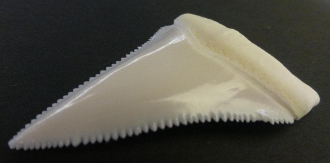 ホホジロザメ（C. carcharias）の歯 (A') 51.3ｍm