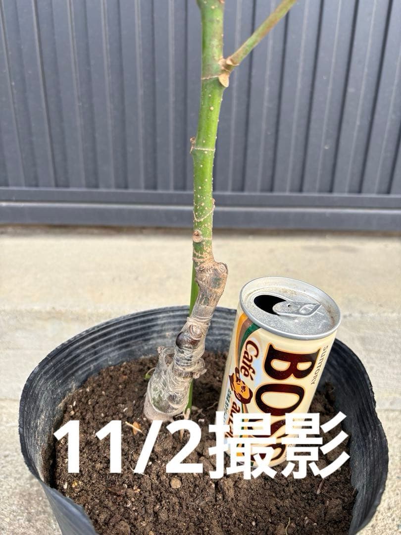 ◇タイサンボク リトルジェム◇シンボルツリー◇レアな接木苗木◇の