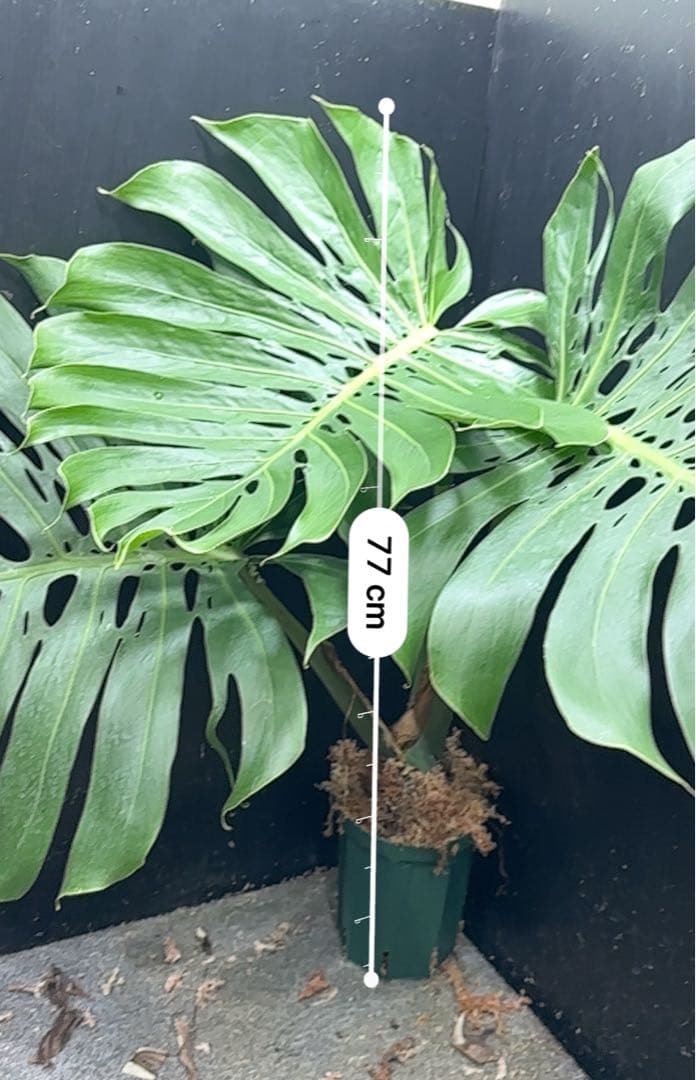 モンステラデリシオーサマクロコズム超希少系統鉢植え77㎝ - メルカリ