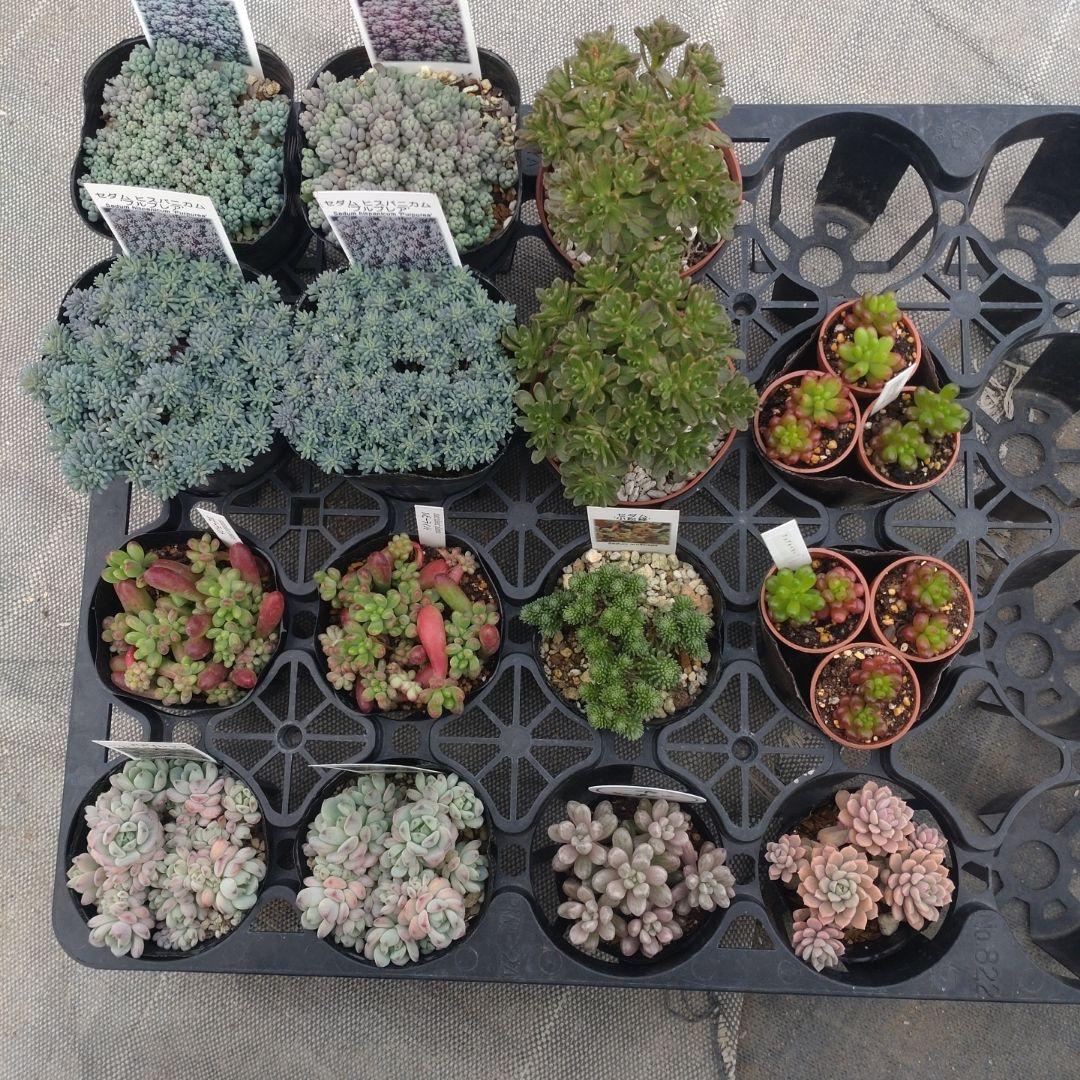 みぃさん専用 mimiy_tb4548565481903