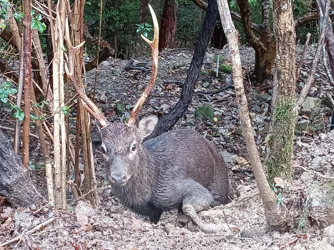 大型 角付頭骨標本】種名ニホンジカ オス 60Kg - メルカリ