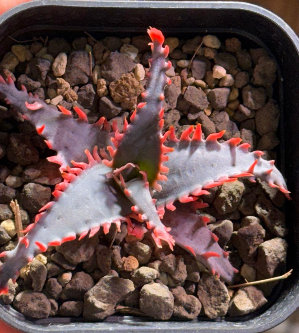 オススメ✨アロエ ハイブリッド 子株 - メルカリ