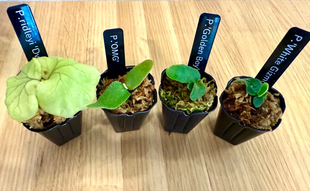 ビカクシダ　セット 金童　OMG　ホワイトギズモ　リドレイドワーフ ビカクシダ セット 金童 OMG ホワイトギズモ リドレイドワーフ