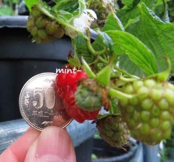 【hasemania様】ラズベリー苗 Tulameen（トゥラミーン）　大株 Amazon.co.jp: ラズベリー苗 Tulameen（トゥラミーン）新苗 : DIY