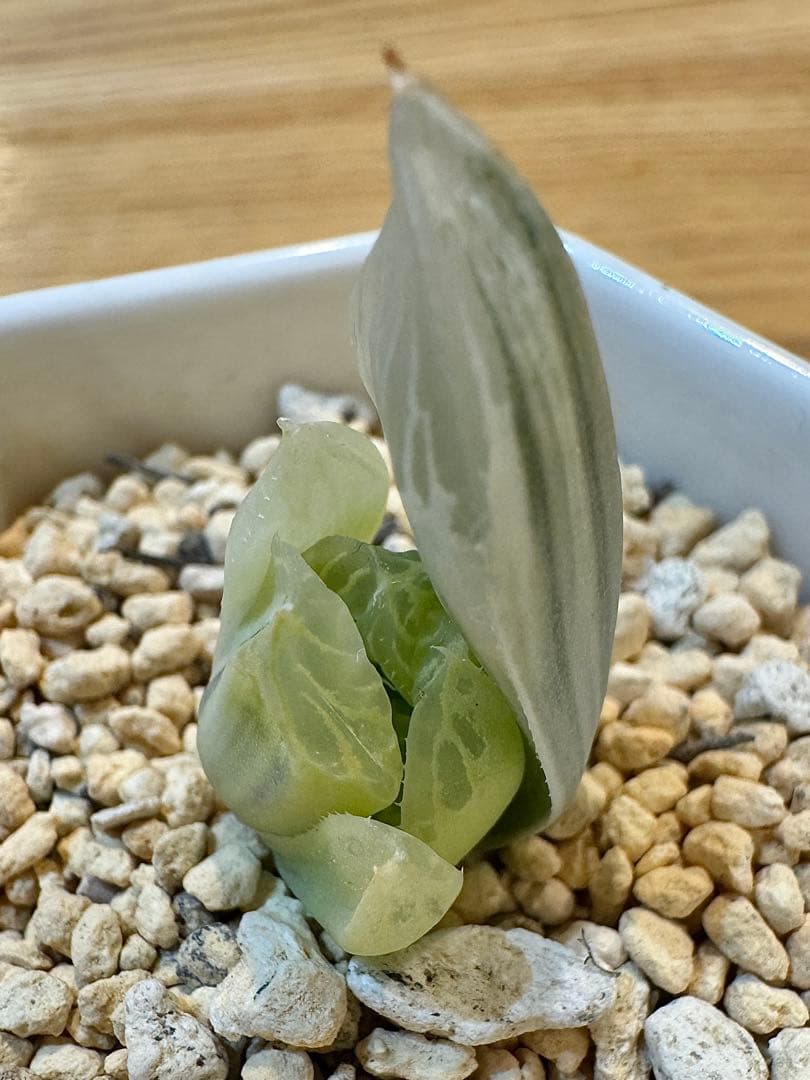 ハオルチア　白蛇伝　カキ仔　発根済み ハオルチア 「白蛇伝」 カキ仔 【公式通販】