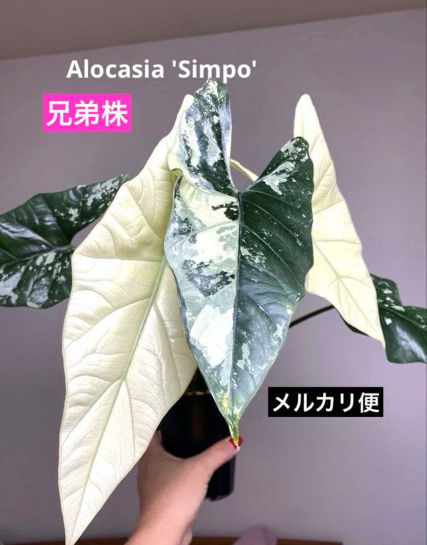 七*草様 【超希少‼️美株✨】アロカシア　シンポ　アルボ　斑入り　白斑　レア　人 七*草様 【超希少‼️美株✨】アロカシア シンポ アルボ 斑入り 白斑