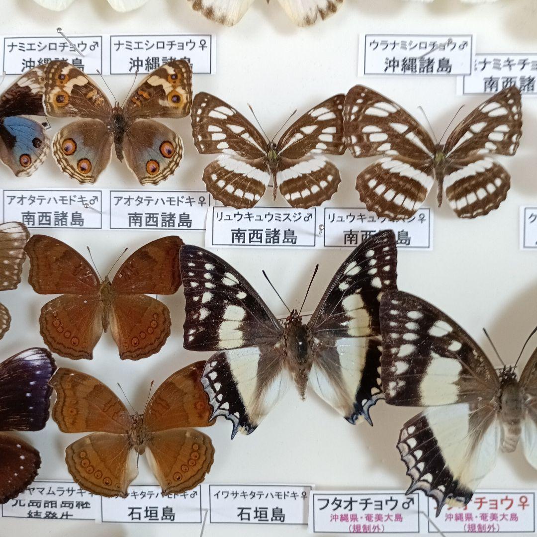 南西諸島の特産蝶47種＝希少フタオチョウ♂♀完品・コノハチョウを含む