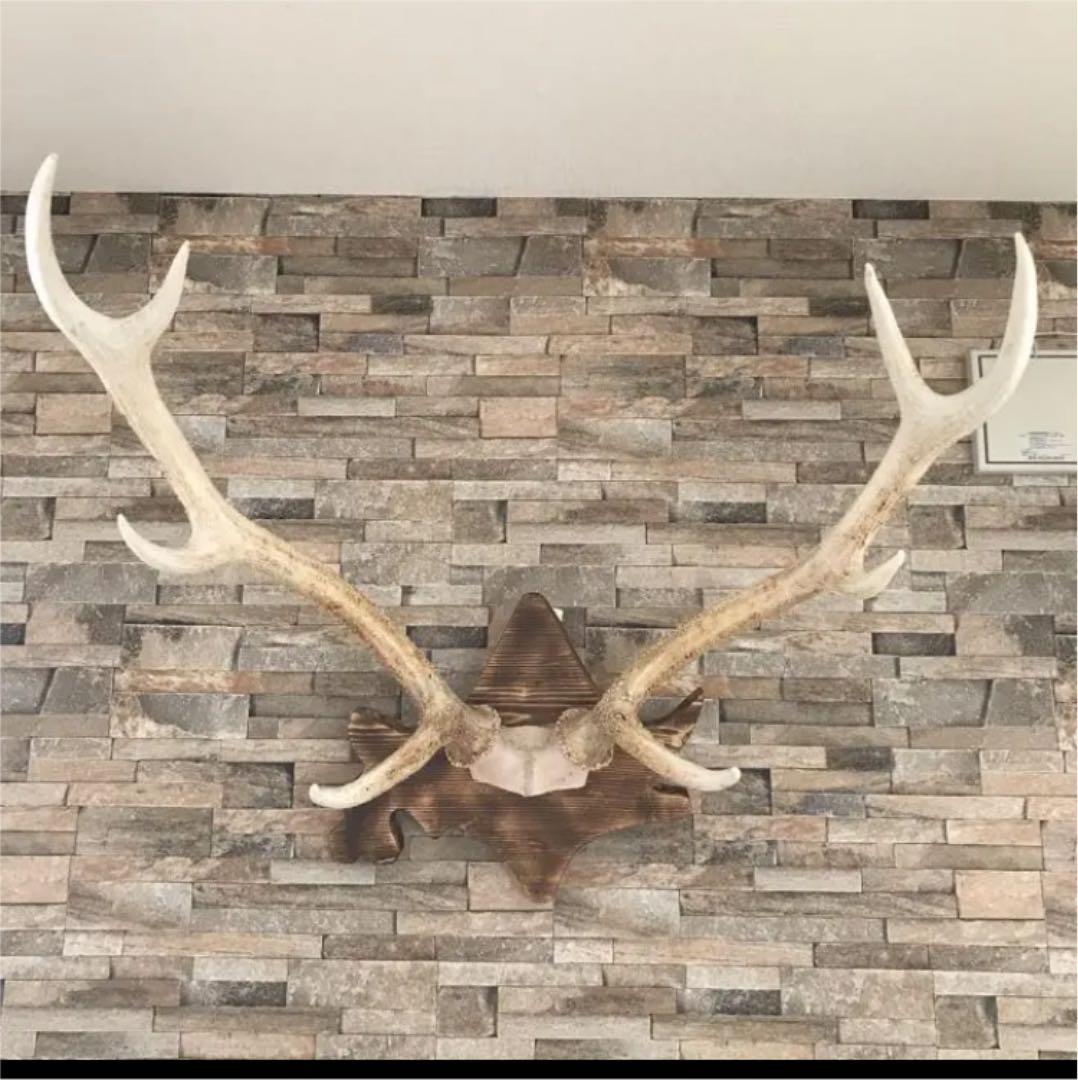 北海道 エゾシカ 鹿の角 トロフィー 台座付き - メルカリ