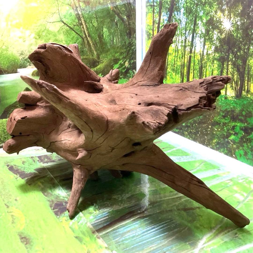 龍スケールです。イケメン朽ち木状ホーンウッド、他2点