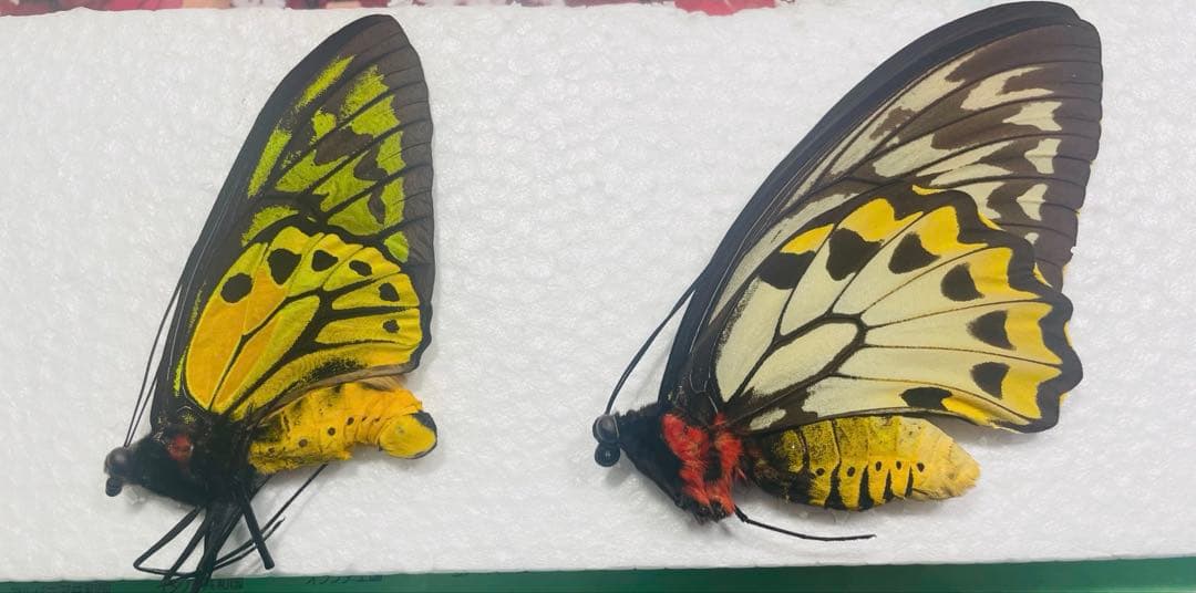 アカメガネトリバネアゲハ　ペア　ハルマヘラ産 極上❗アカメガネトリバネアゲハ♂ハルマヘラ亜種 蝶 標本の通販 by