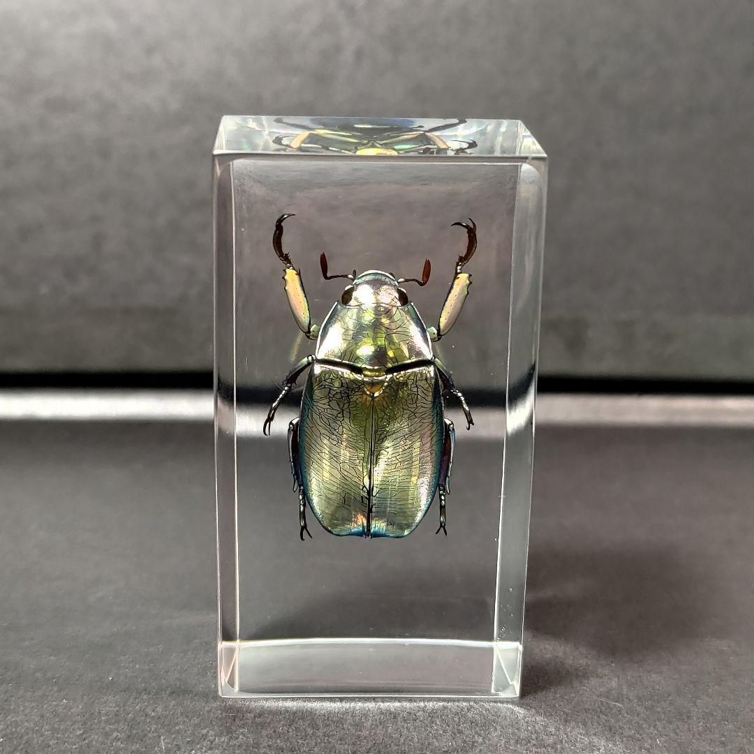 プラチナコガネ レジン封入標本 - メルカリ