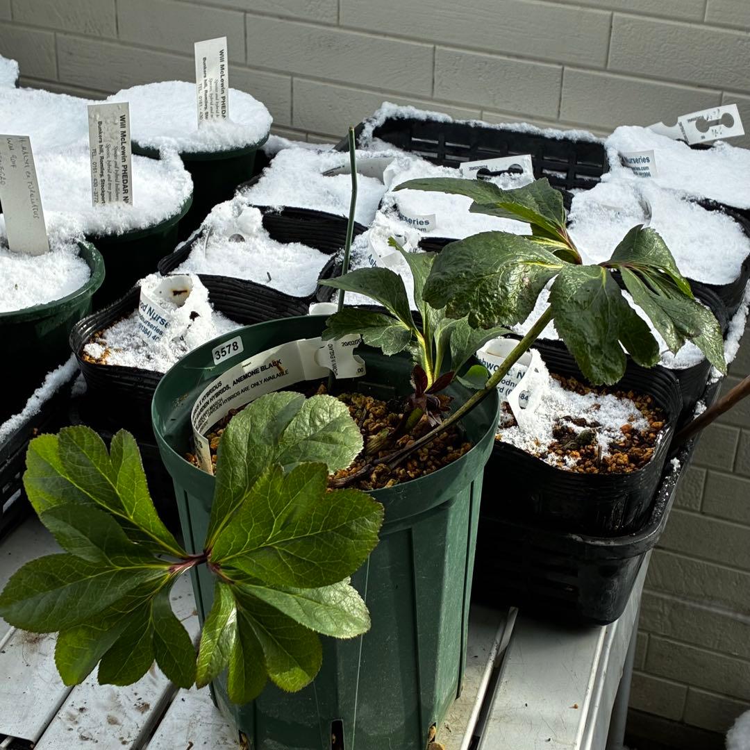 t*k様 3578☘️蕾花タグ付き☘️6号ロング☘️2年間管理☘️Ashwood