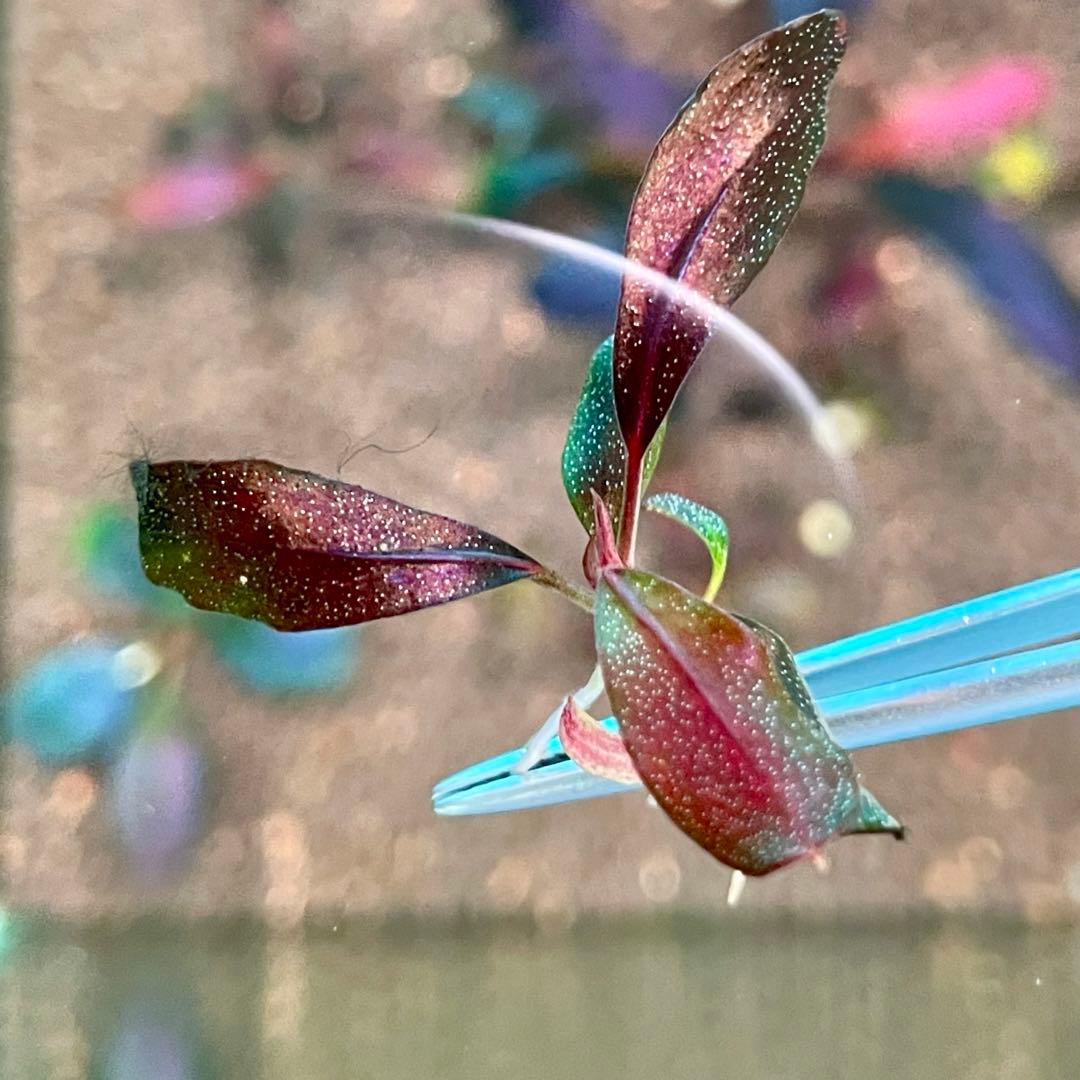 ブセファランドラ ゴースト カリマンタン子株 - メルカリ