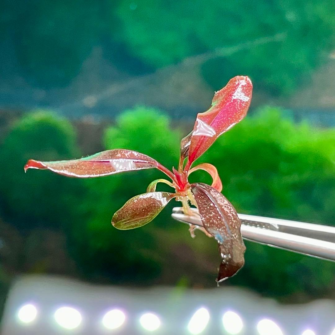 ブセファランドラ ゴースト カリマンタン子株 - メルカリ