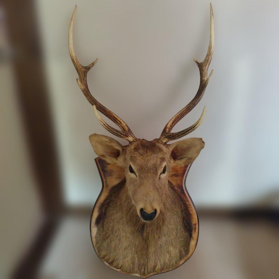 ハンティングトロフィー エゾシカ 蝦夷鹿 剥製 - メルカリ