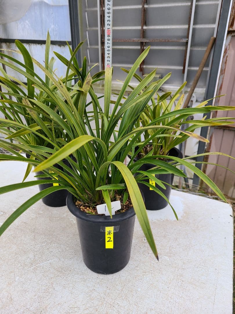 その他観葉植物 cozy COZYの庭 indoorgreen /熊本市東区の観葉植物屋さん/ガーデン