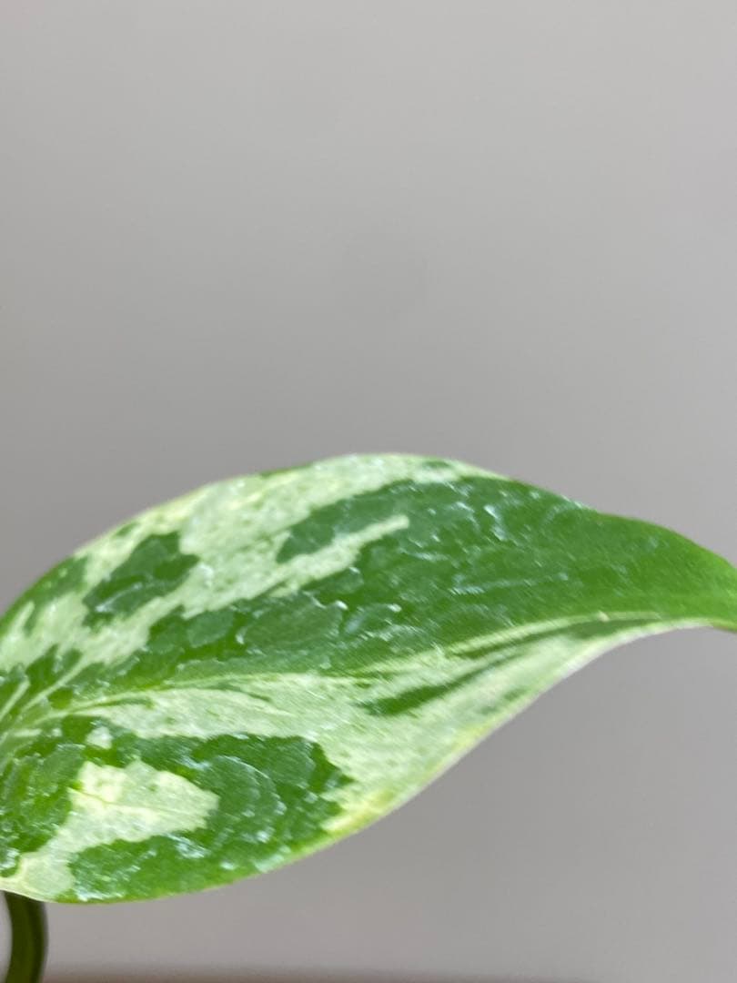 全葉斑入り‼️】モンステラ デリシオーサ バルバソー フシギダネ
