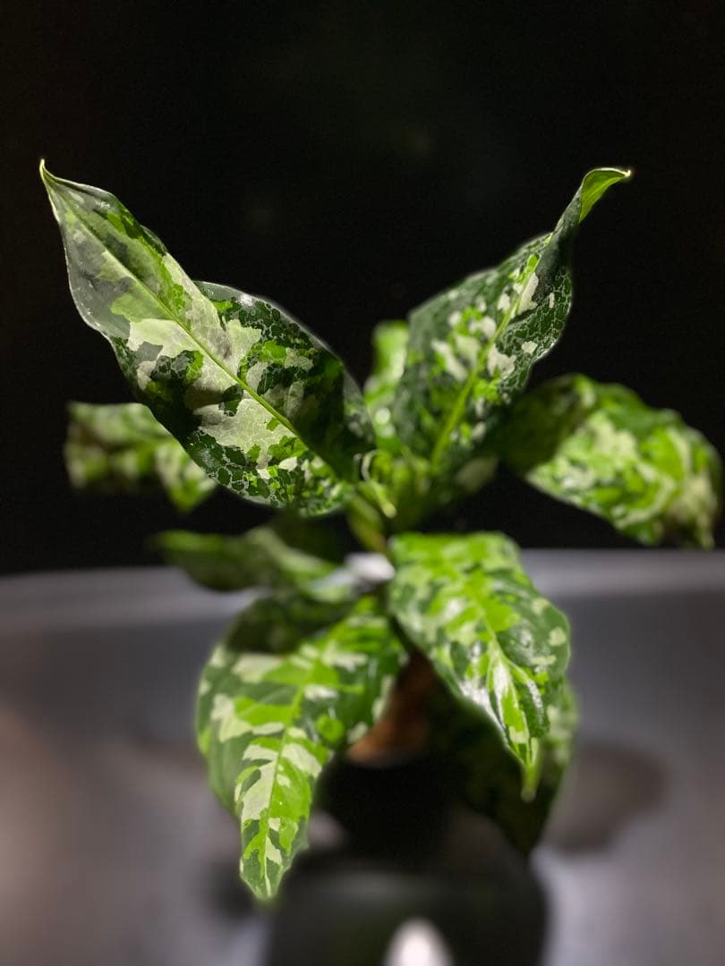 アグラオネマアンダマン　中株 アグラオネマ ピクタム アンダマンの成長記録 #1 | みずみどり