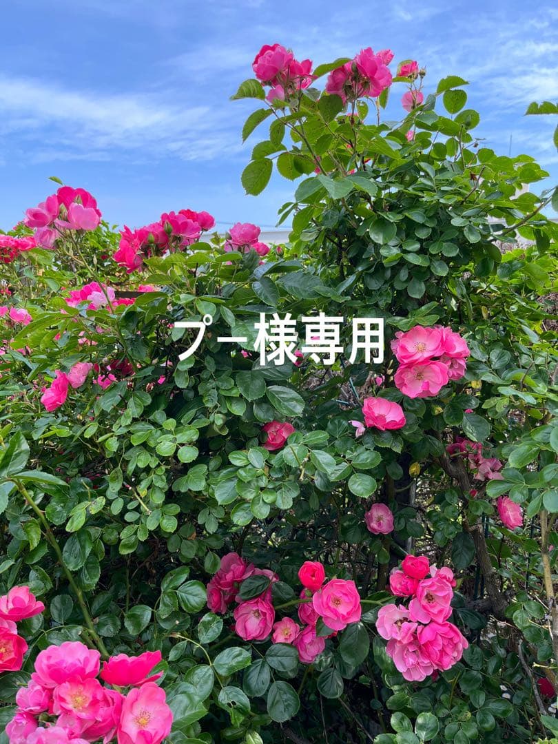 ステンドグラス　一輪挿し ステンドグラスの桜色の一輪挿し（お花付き） 一輪挿し・花瓶・花器