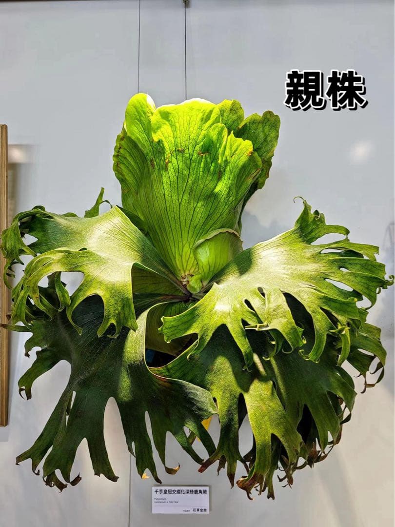 tbt　ビカクシダP. Flamenco ビカクシダ 'フラメンコ' | GREEN LUCK