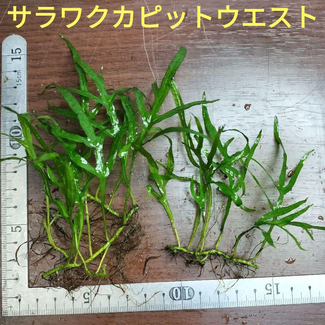 ミクロソリウム サラワク カピットウエスト - メルカリ