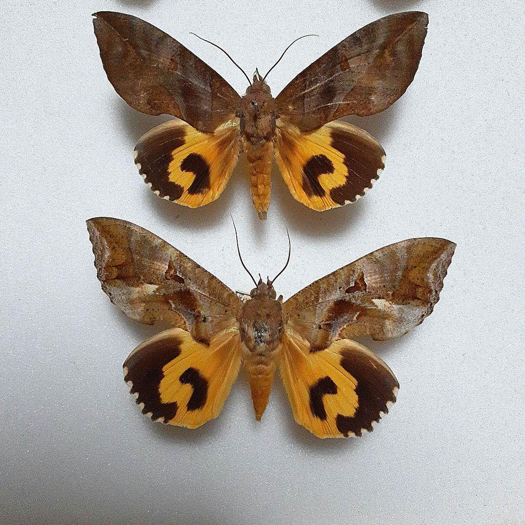 外国産蛾標本 ヒメアケビコノハ ペア 蝶標本 昆虫標本 - メルカリ