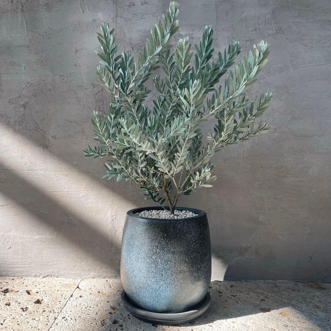 アカシア　ブルーブッシュ　シルバーリーフ　バルーン陶器鉢　植え込み発送 楽天市場】アカシア（ブルーブッシュ） 白色 キューブ型 陶器鉢 低木