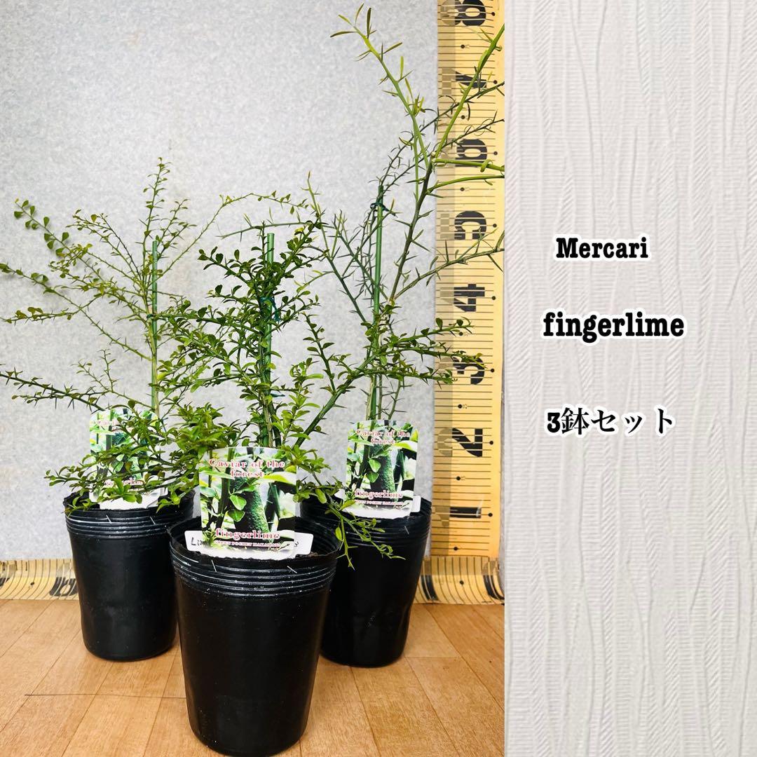 柑橘2年生　フィンガーライム接木苗／苗　3鉢まとめて　撮影品発送 柑橘2年生 フィンガーライム接木苗／苗 3鉢セット 撮影品発送 - メルカリ