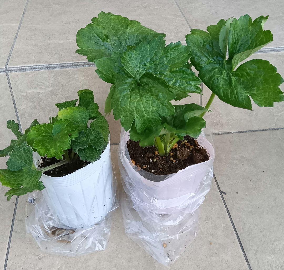 Sakku　ラナンキュラス　2苗セット ラナンキュラスラックス苗 2品種 セット 新品種の通販はau PAY