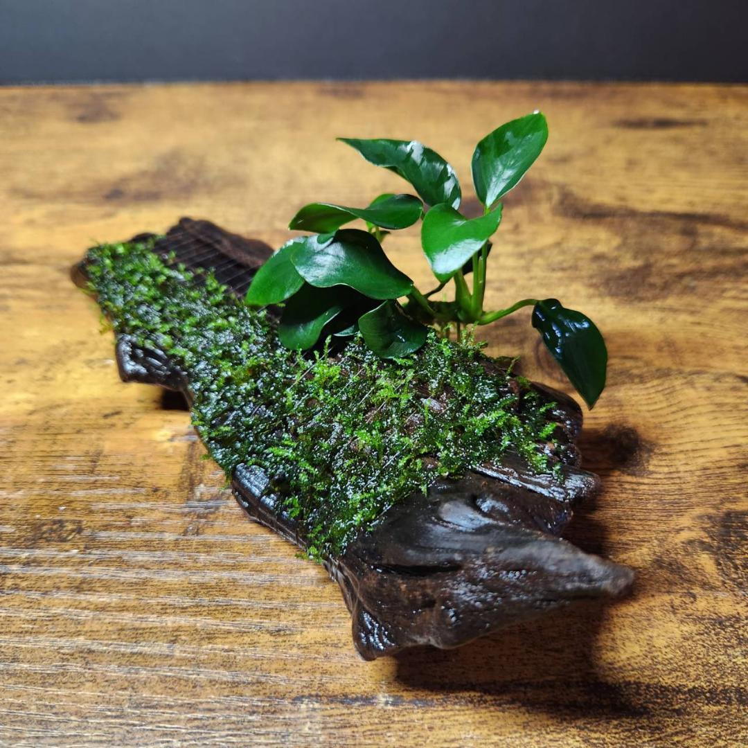 ちか様専用】アヌビアスナナプチ＆南米ウィローモス付き流木 No60