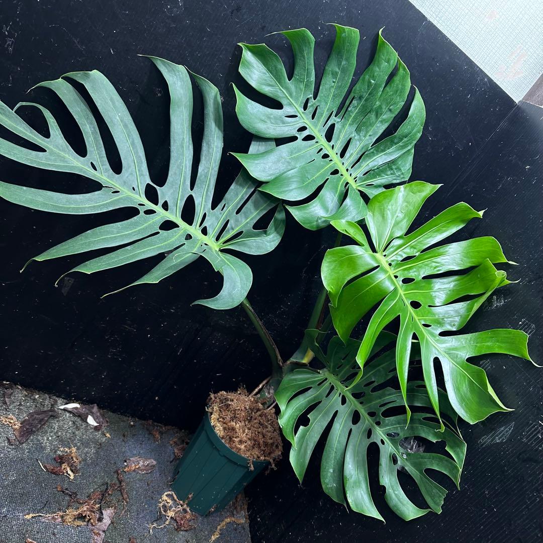 n*l様 モンステラデリシオーサマクロコズム超希少系統鉢植え83㎝ 希少】モンステラ デリシオーサ 'マクロコズム' – RARE PLANTS JAPAN