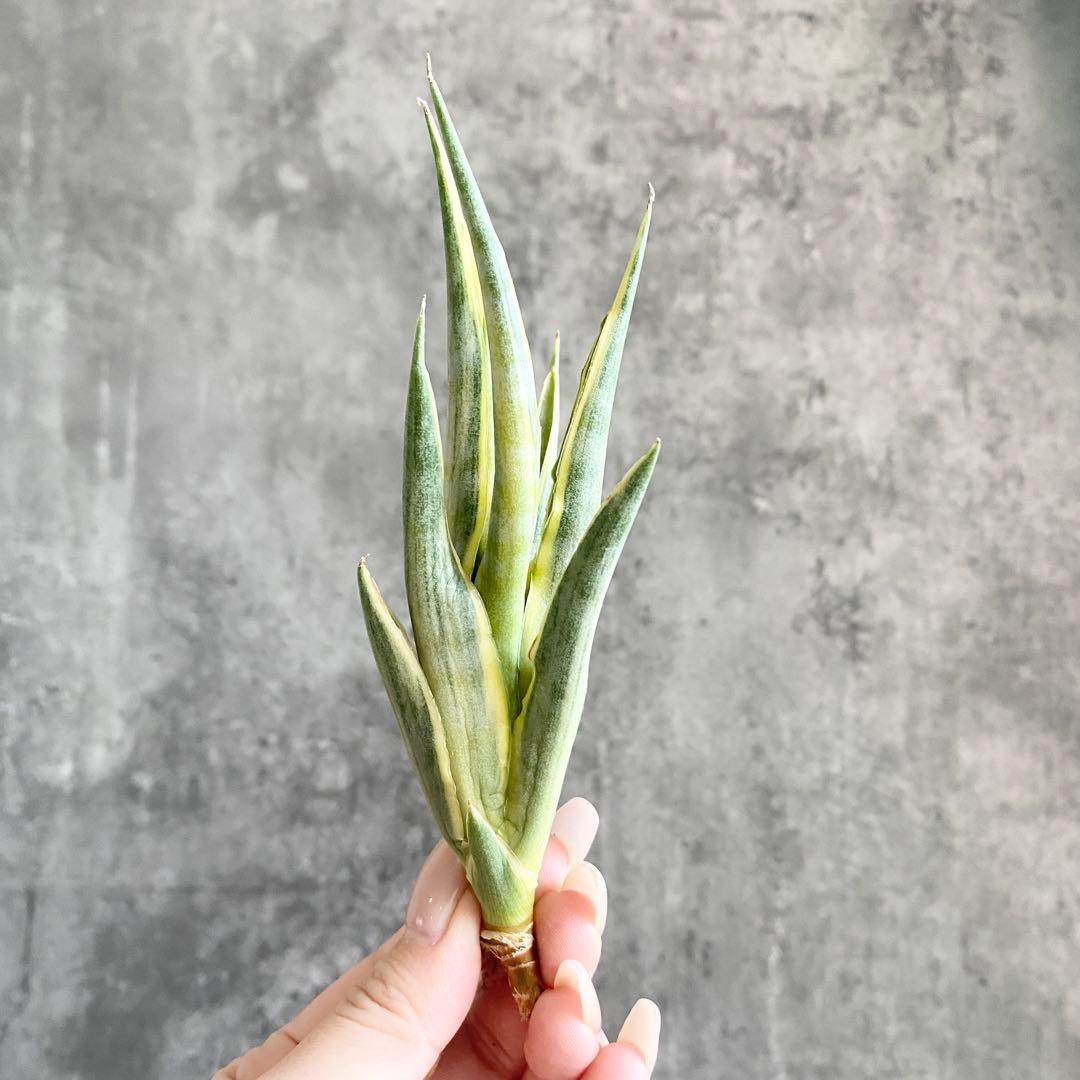 y*Z様 S12724☆オークション販売☆ サンスベリア グラキリス 極上