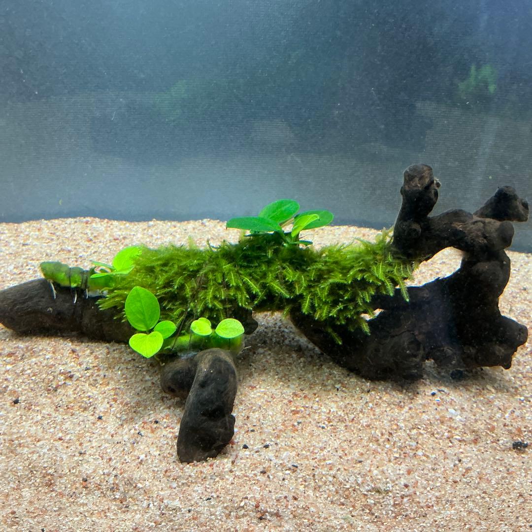 Eagle Desert様 リクエスト 4点 まとめ商品 水草 まとめ商品 水草 4点