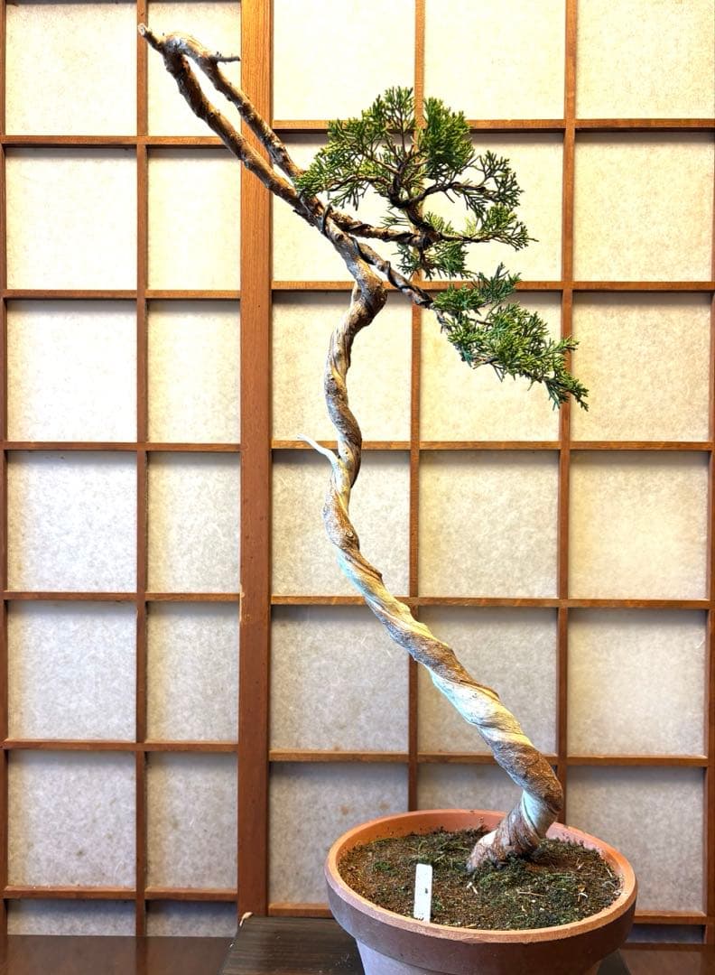 真柏盆栽❗️フォロワー様150人記念値下げ❗️しなやかな動き。文人木盆栽。 真柏盆栽❗️フォロワー様150人記念値下げ❗️しなやかな動き。文人木盆栽。