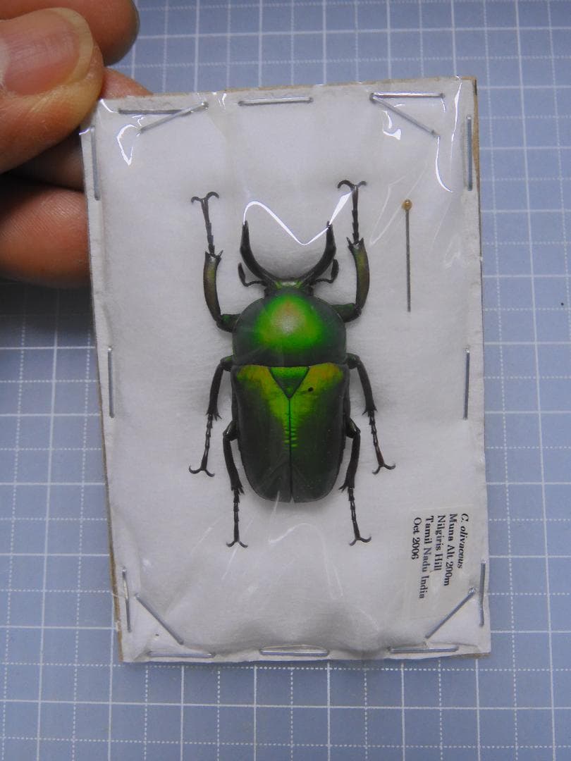 ブラジル産 コウテイアシナガコガネ 30mm