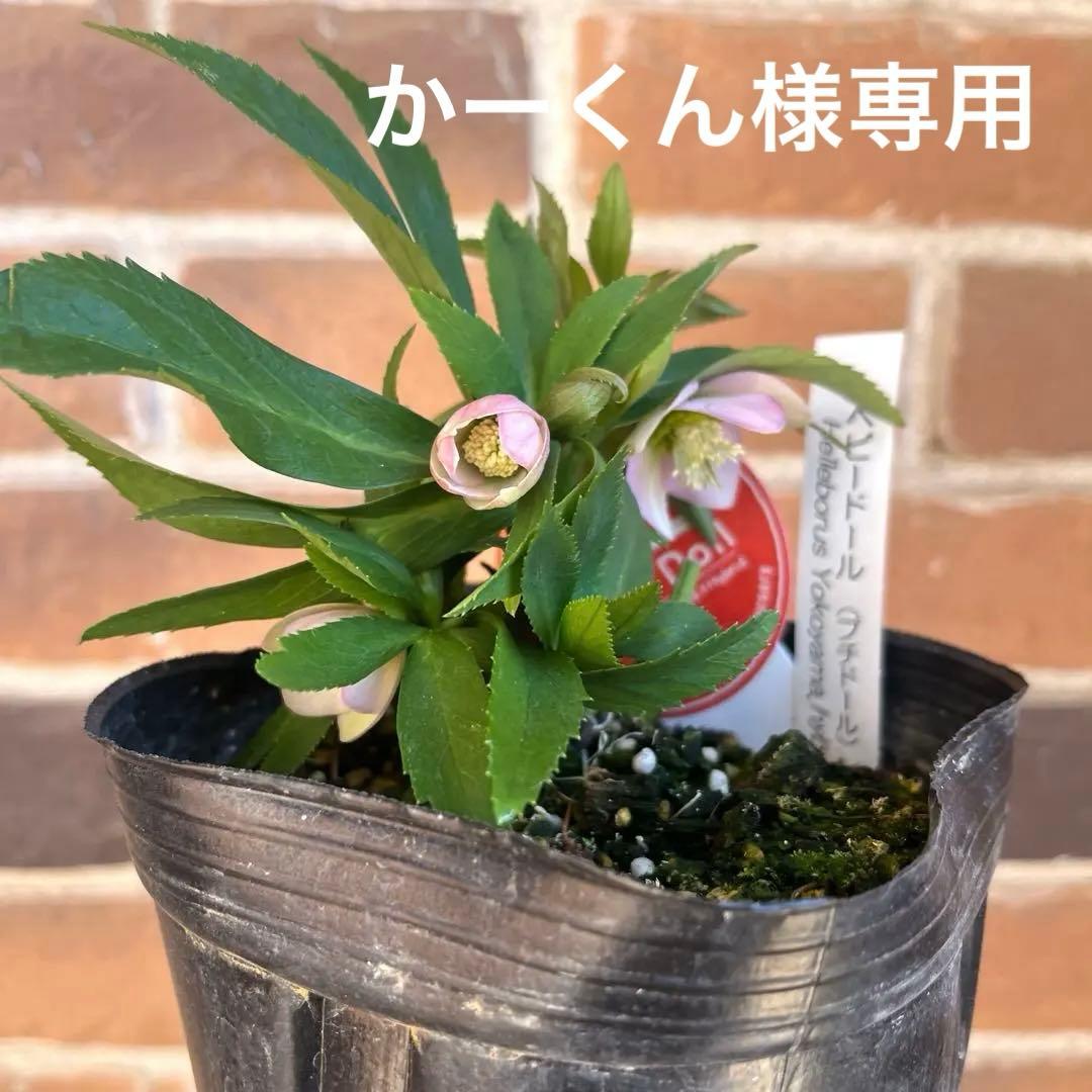 横山園芸　クリスマスローズ　ベビードール 一点物】横山園芸 クリスマスローズ ベビードール（プチドール） 4.5号