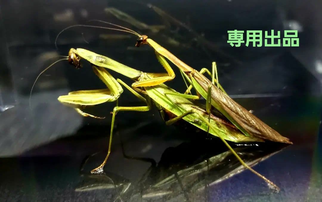 ケムンパス出品 オオカマキリ立体標本2点 ケムンパス様 専用出品 オオカマキリ立体標本2点