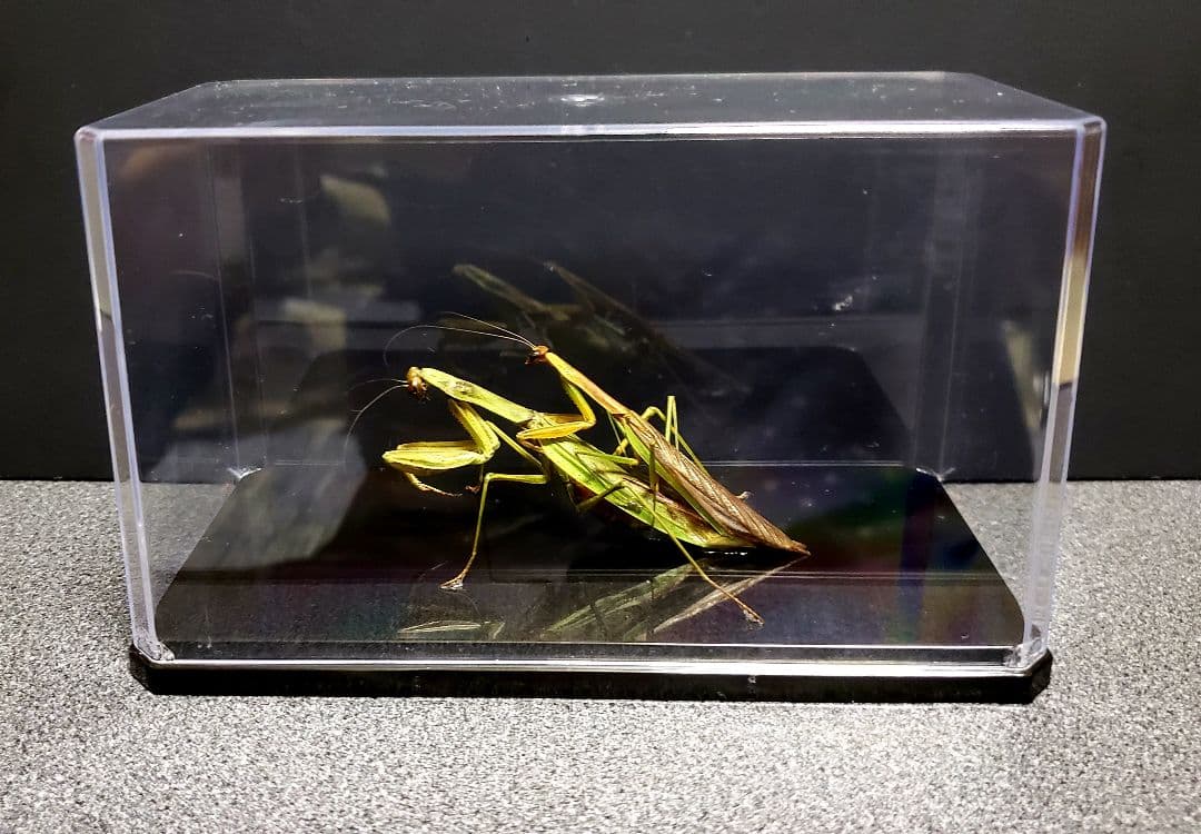 ケムンパス様 専用出品 オオカマキリ立体標本2点