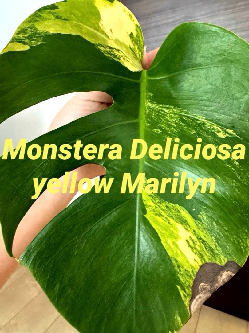 T*︎様 【超希少】モンステラ デリシオーサ イエローマリリン 黄斑入り