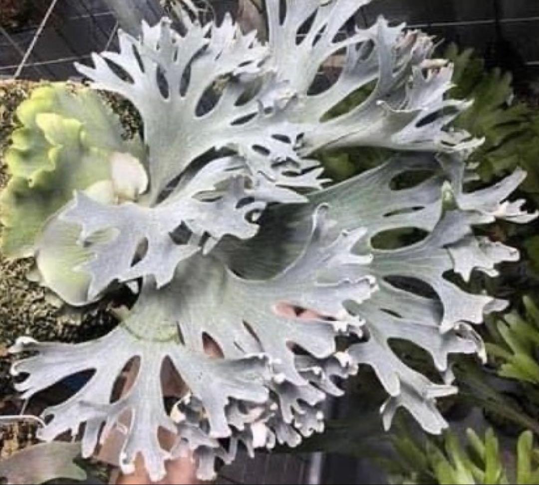 P.Ginka spore pup 美株 P.Ginka （子株 pup) 【公式通販】 P.Ginka