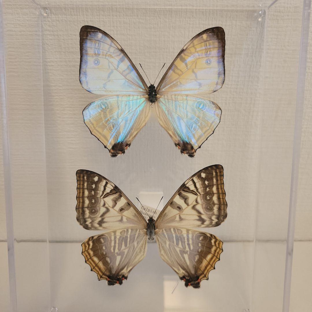 蝶の標本 宝石の舞う世界（珍珍） - メルカリ