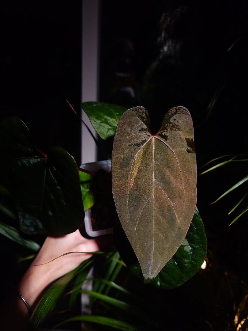 Anthurium AOS x RVDP 斑入り Anthurium AOS✖️RVDP斑入り - メルカリ