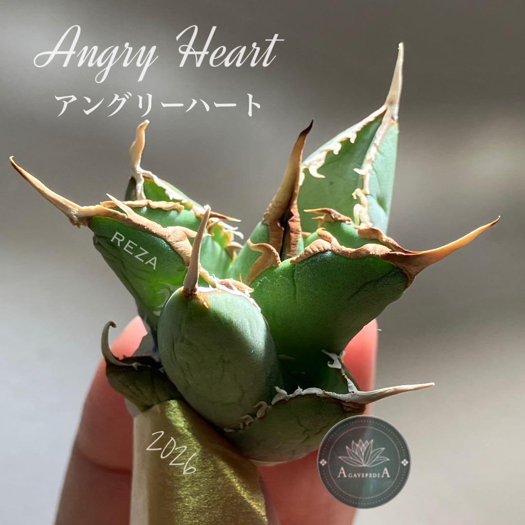 p*6様 【初売りオークション】38 REZA産　イラン株　強棘　アガベ　アング 2026年最新】イラン株 アガベの人気アイテム - メルカリ